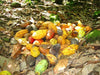 Raw cacao pods